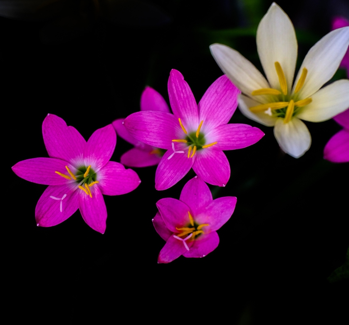 Amaryllidaceae