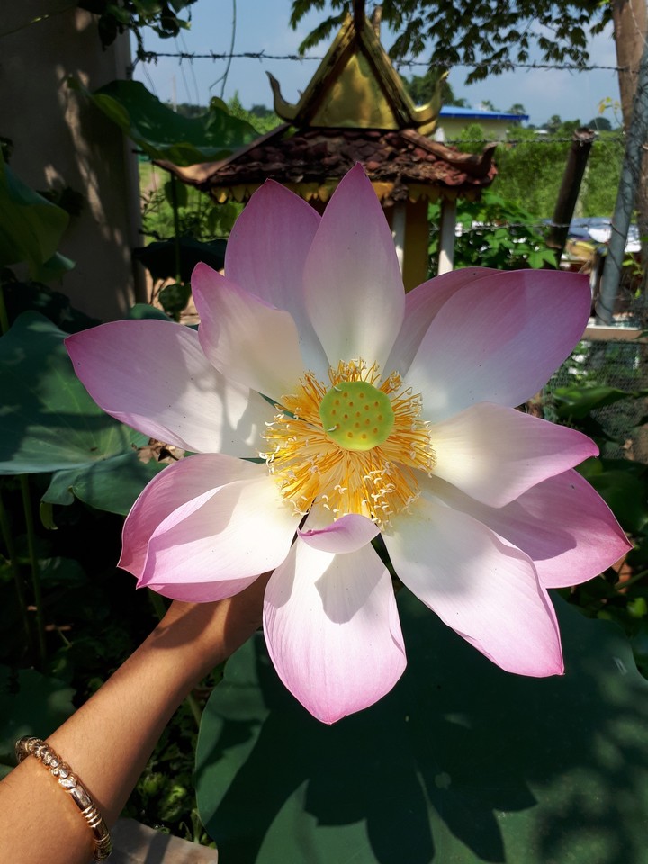 bloom lotud
