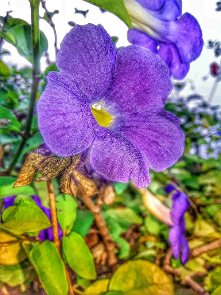purple flower