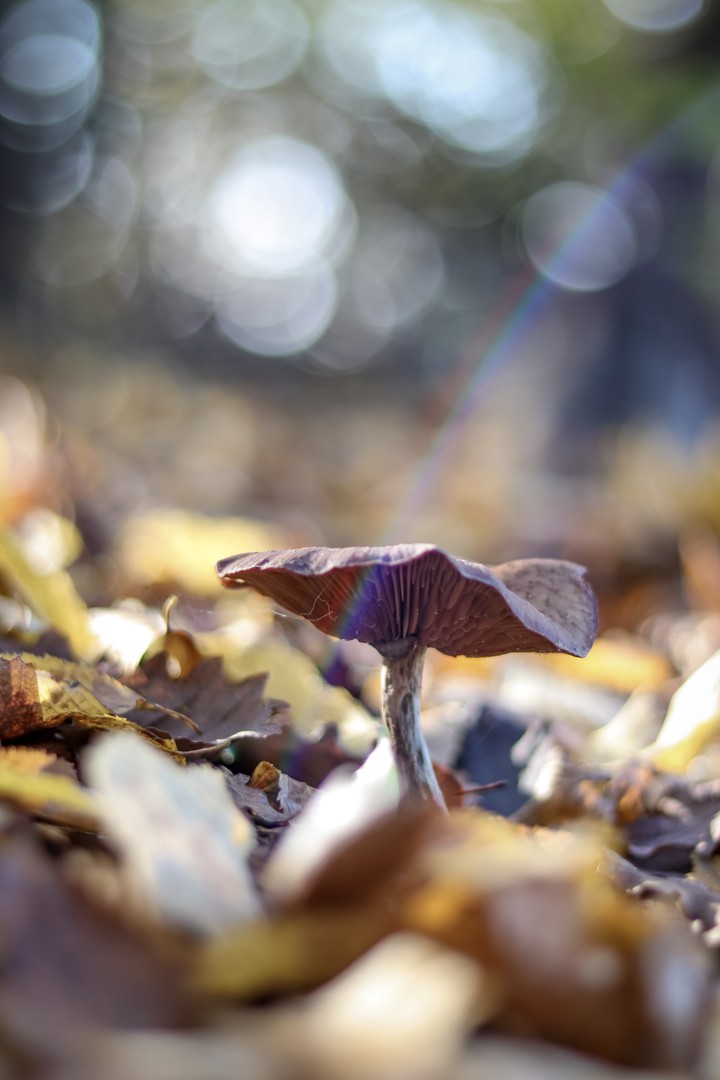 Mushroom