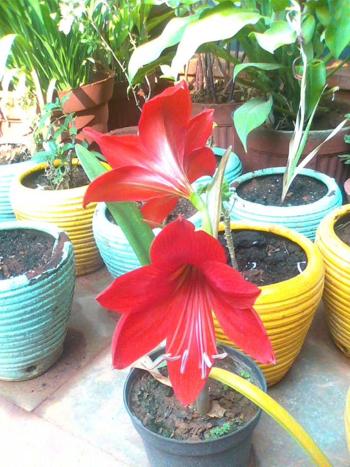 easter flower