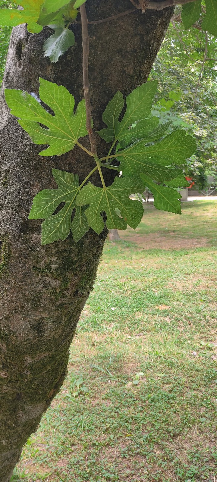 leaves