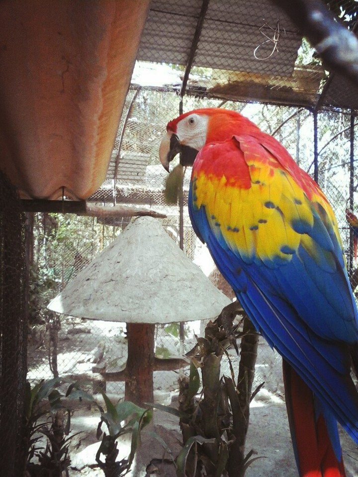 Aves