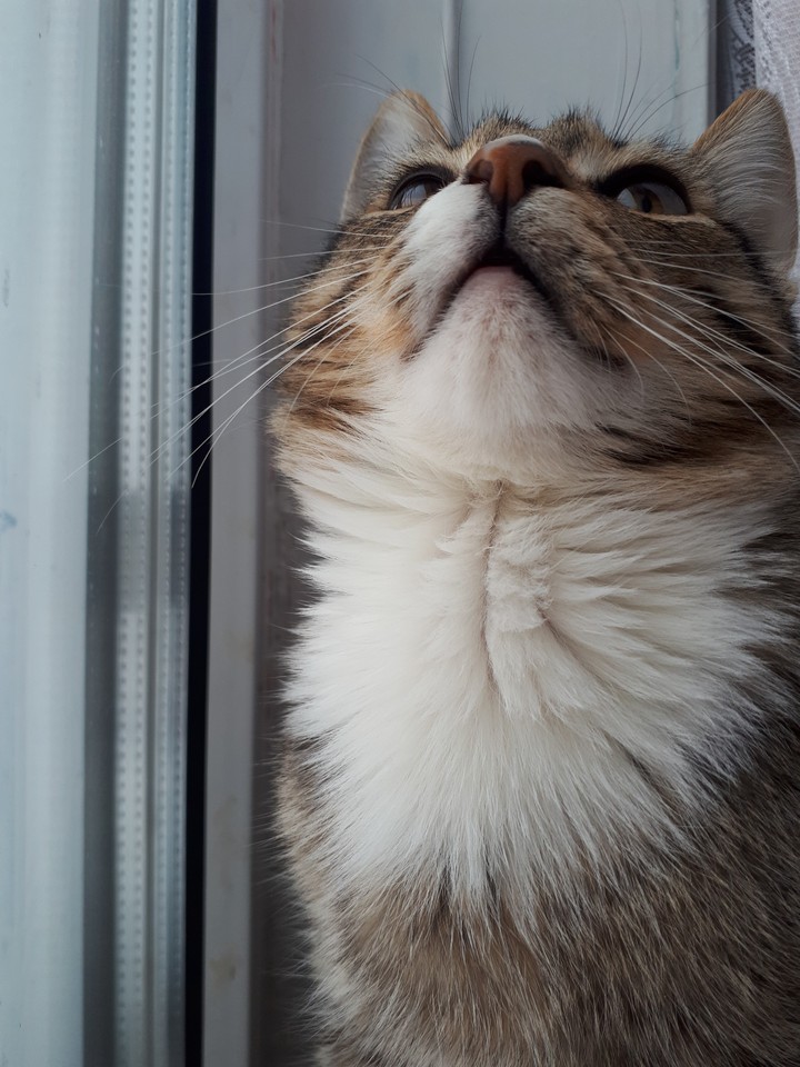 cat