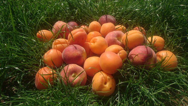 harvest :-D