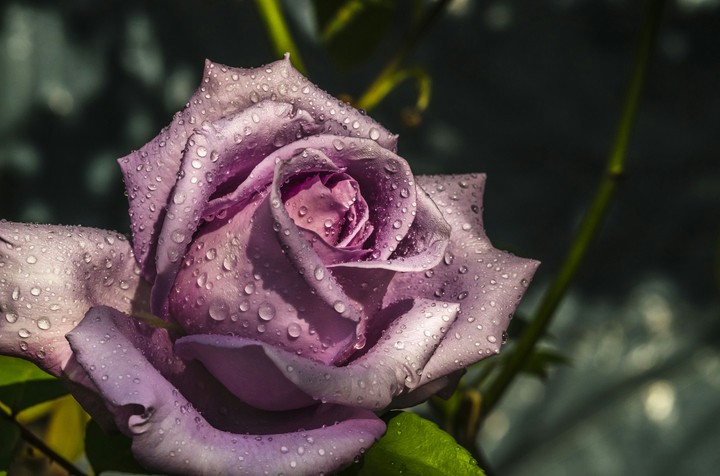 Purple rose