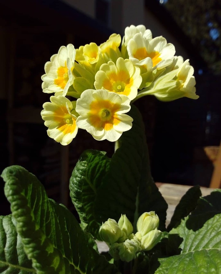 primula