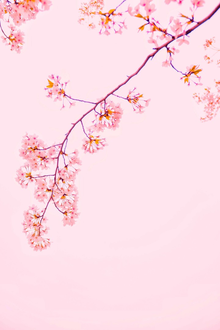 pink