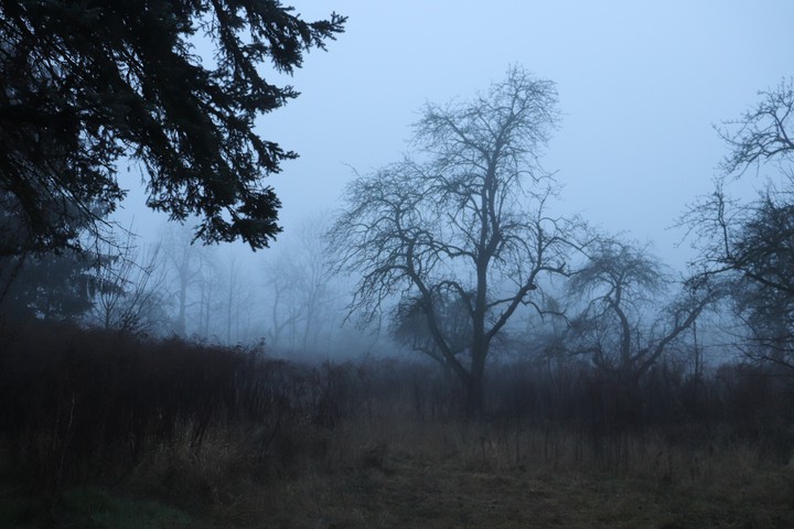 Fog in Poland