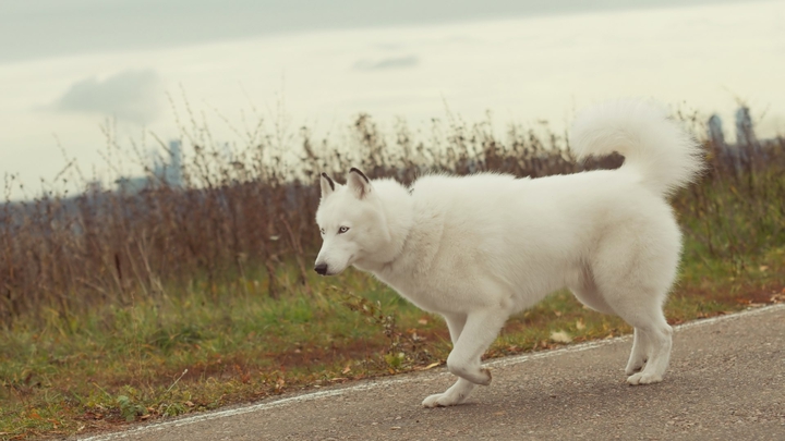 dog