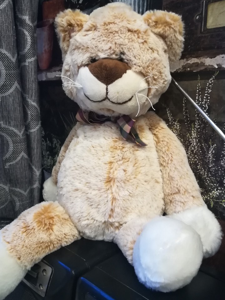 кот