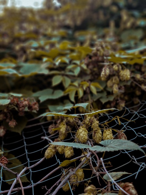 רקעים grapevines, grapes
