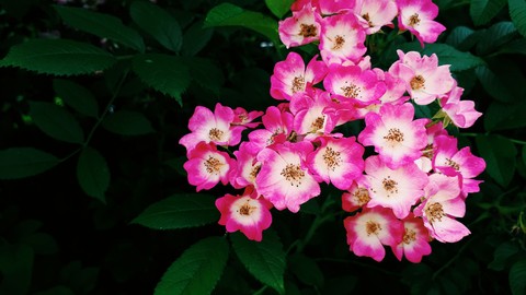 Blume