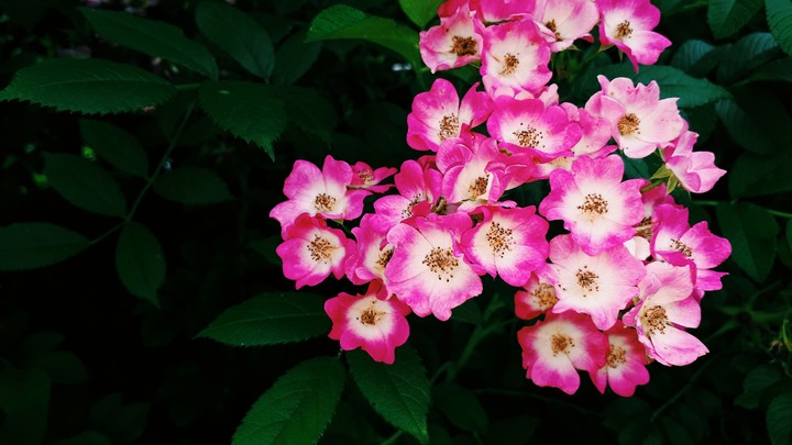 Blume