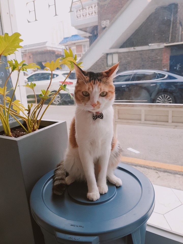 cat