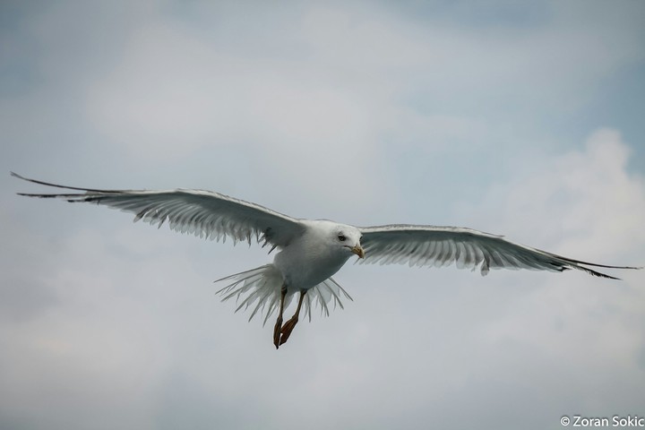 Seagul