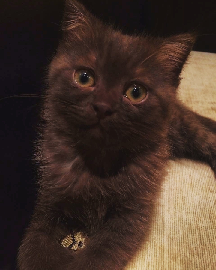 Котик/Cat.