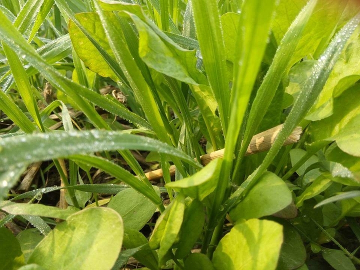 nature