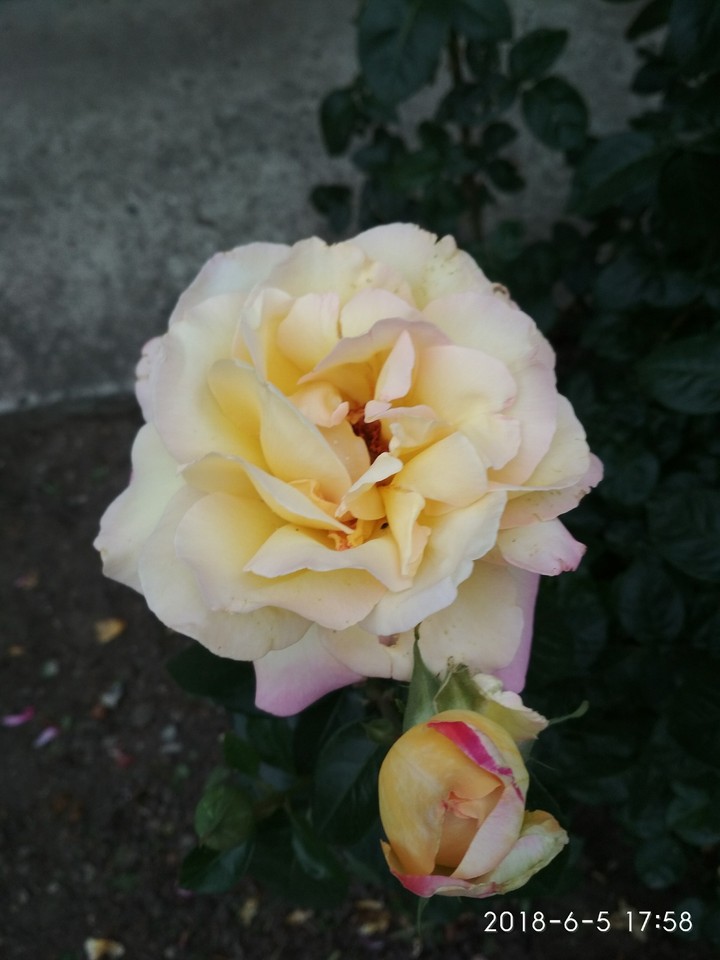 Pink and yellow