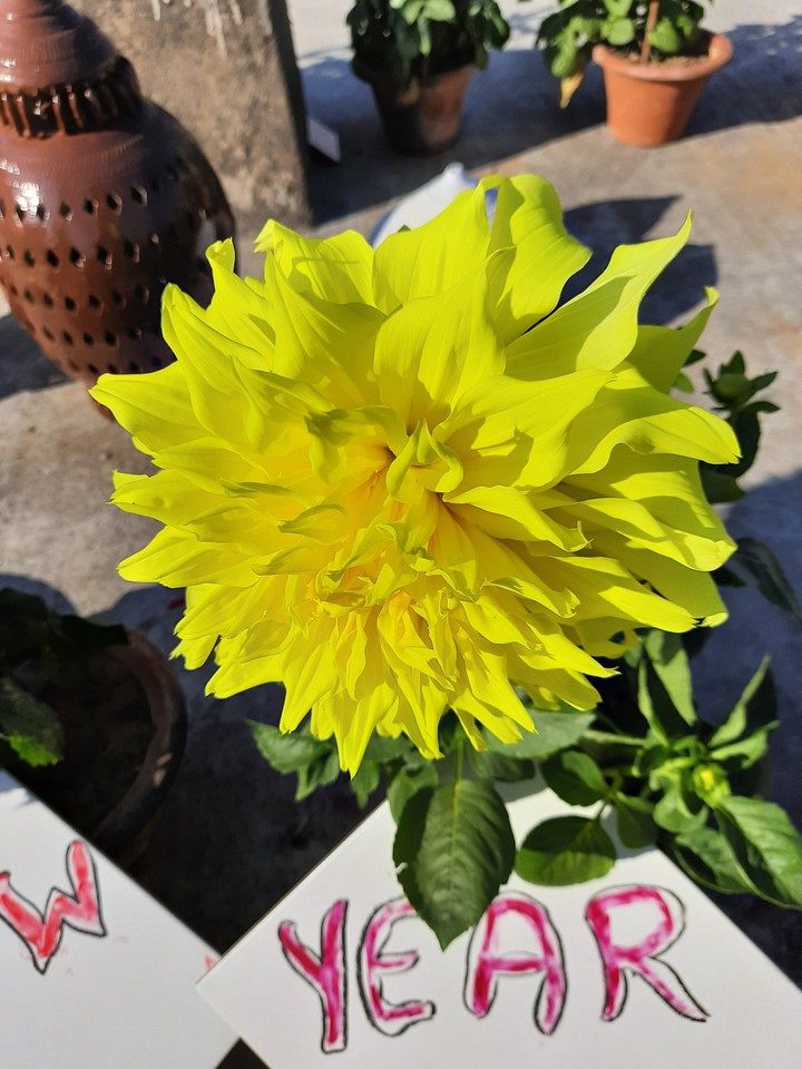 Yellow Daheliya