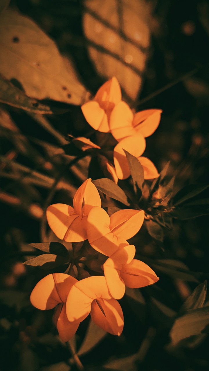 warm flowers