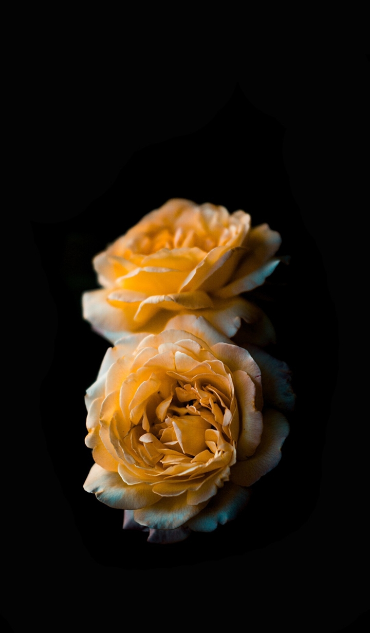 flower's