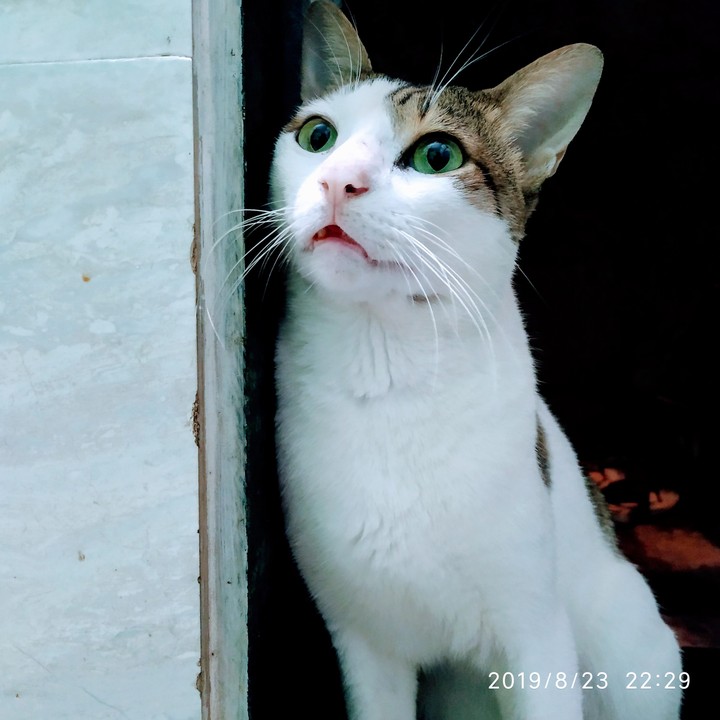 cat