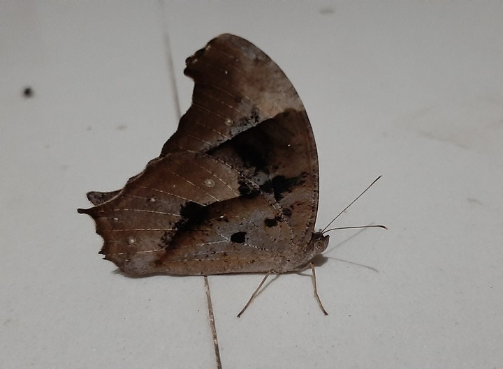 રાતની શોભા.