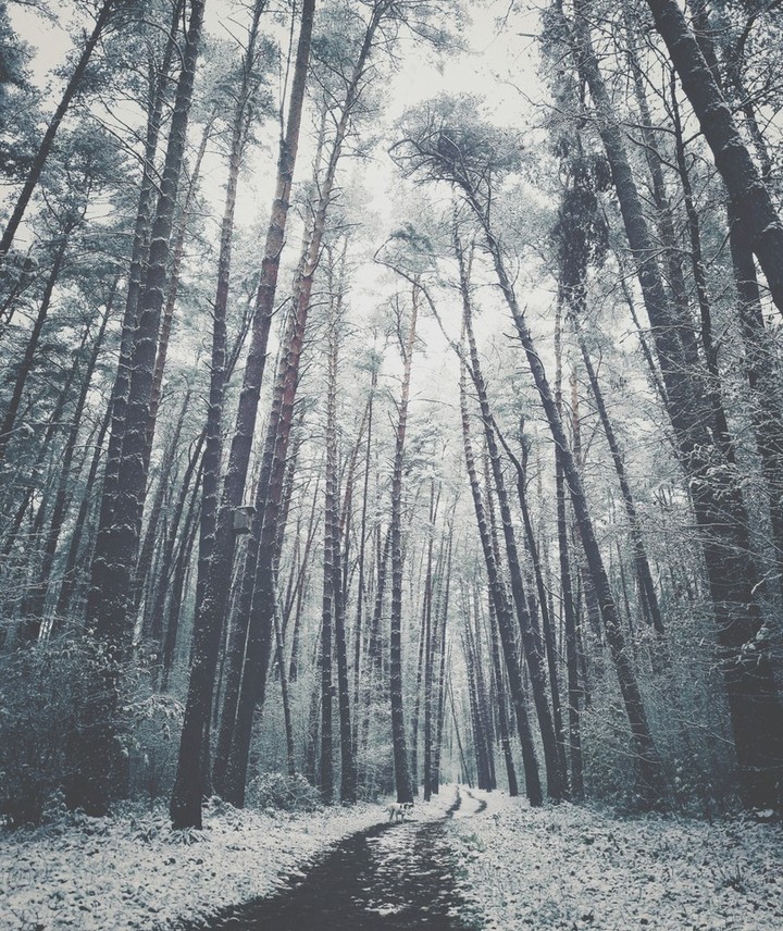 Wald
