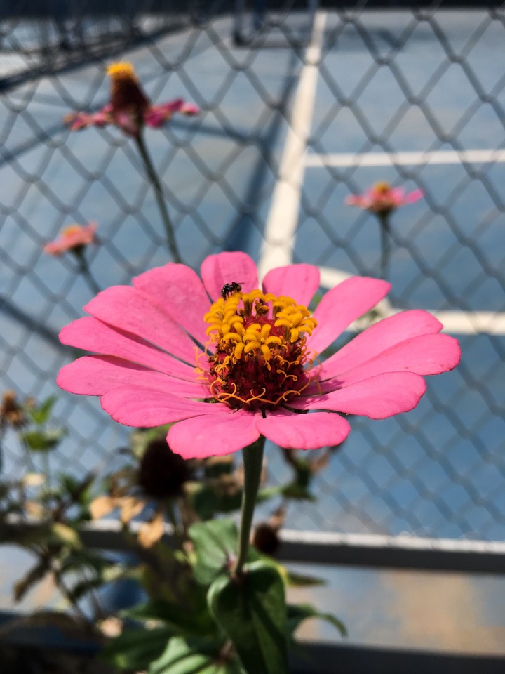 blooming flower