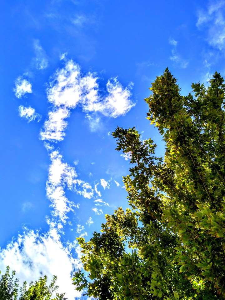 Summer Day