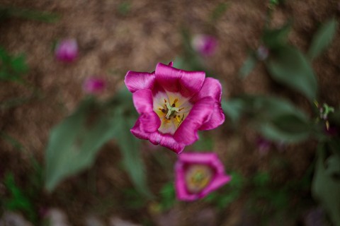 hình nền plant, magenta