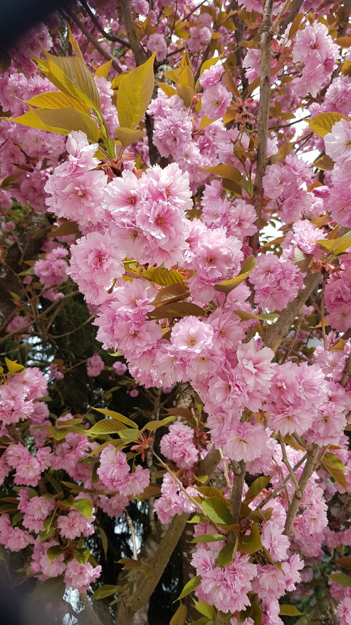 spring