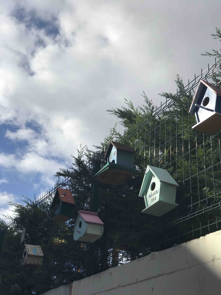 Bird Cage