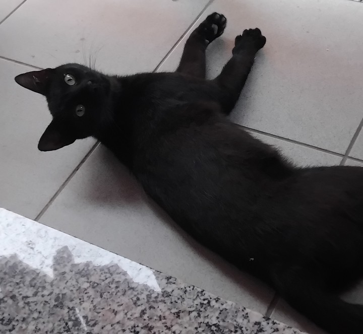 black cat