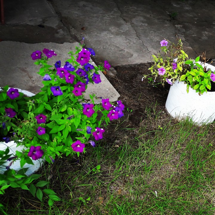 Flowers