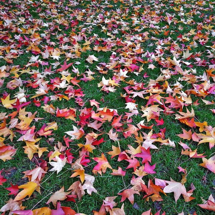 Autumn leaves
