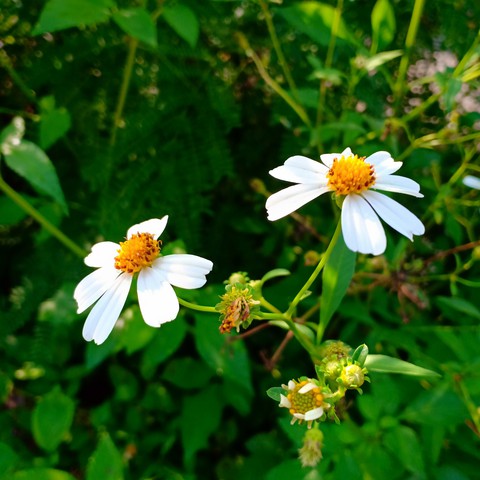 White Flowers