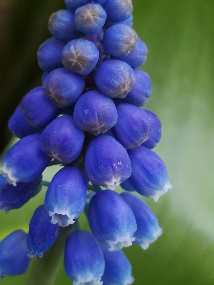 Traubenhyazinthe