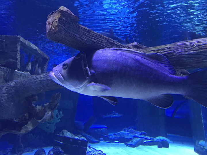 Fish