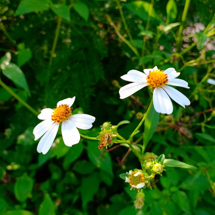 White Flowers