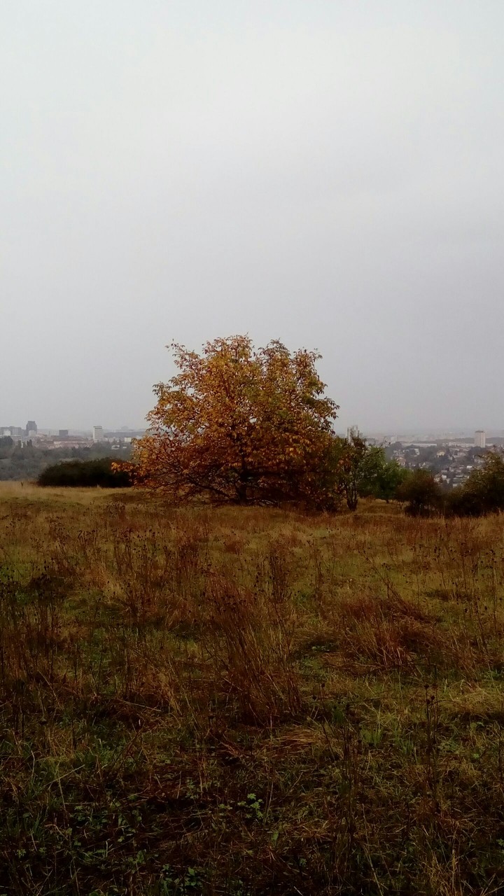 lonely tree