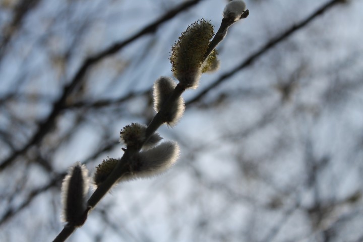 Spring