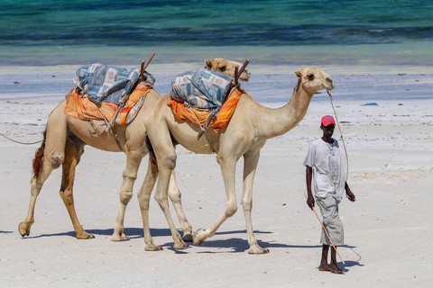 sfondi dromedary, animal
