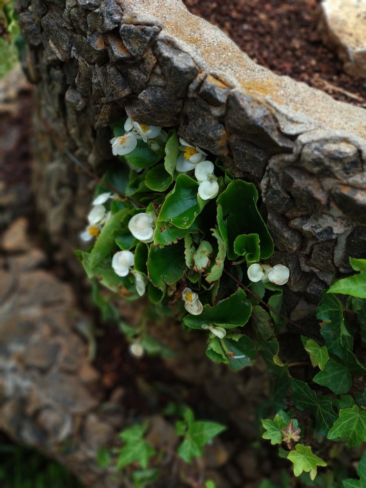 plant