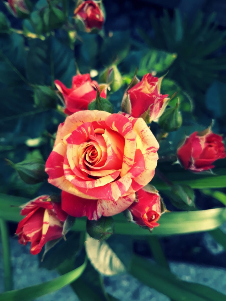 My rose