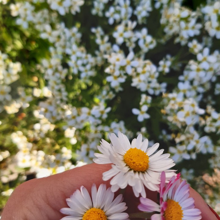 Flovers ?