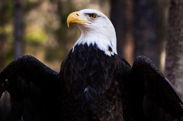Bald Eagle Eagle Bird