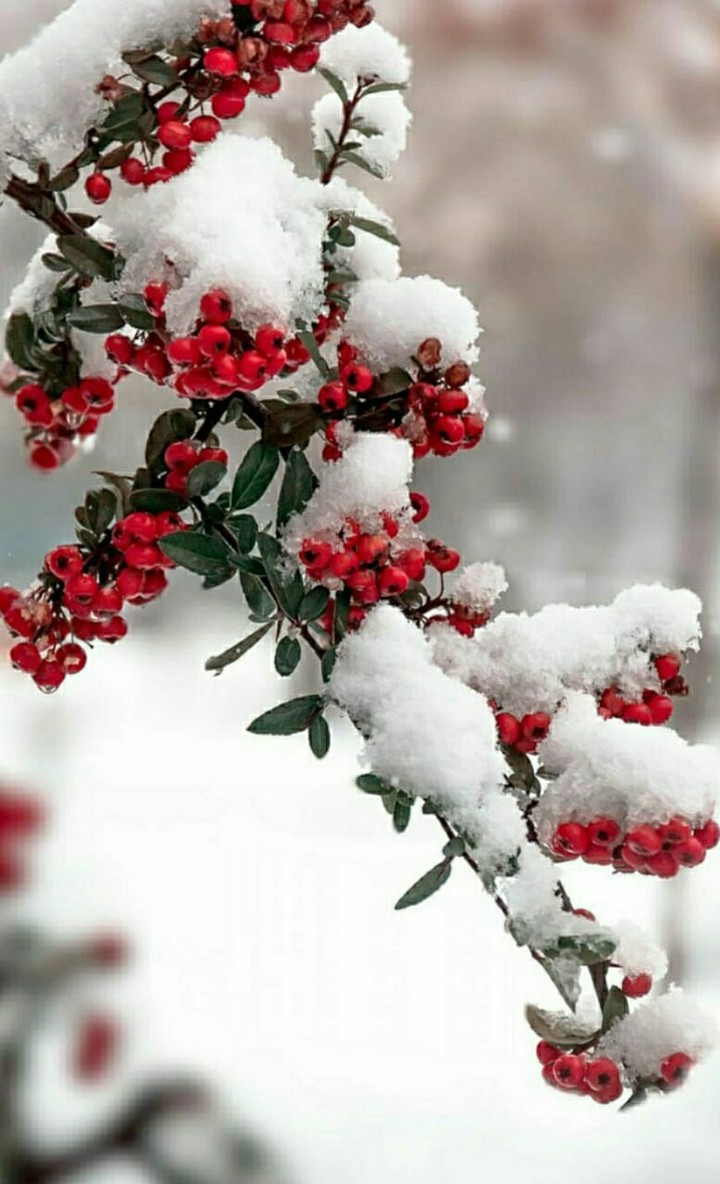 snow