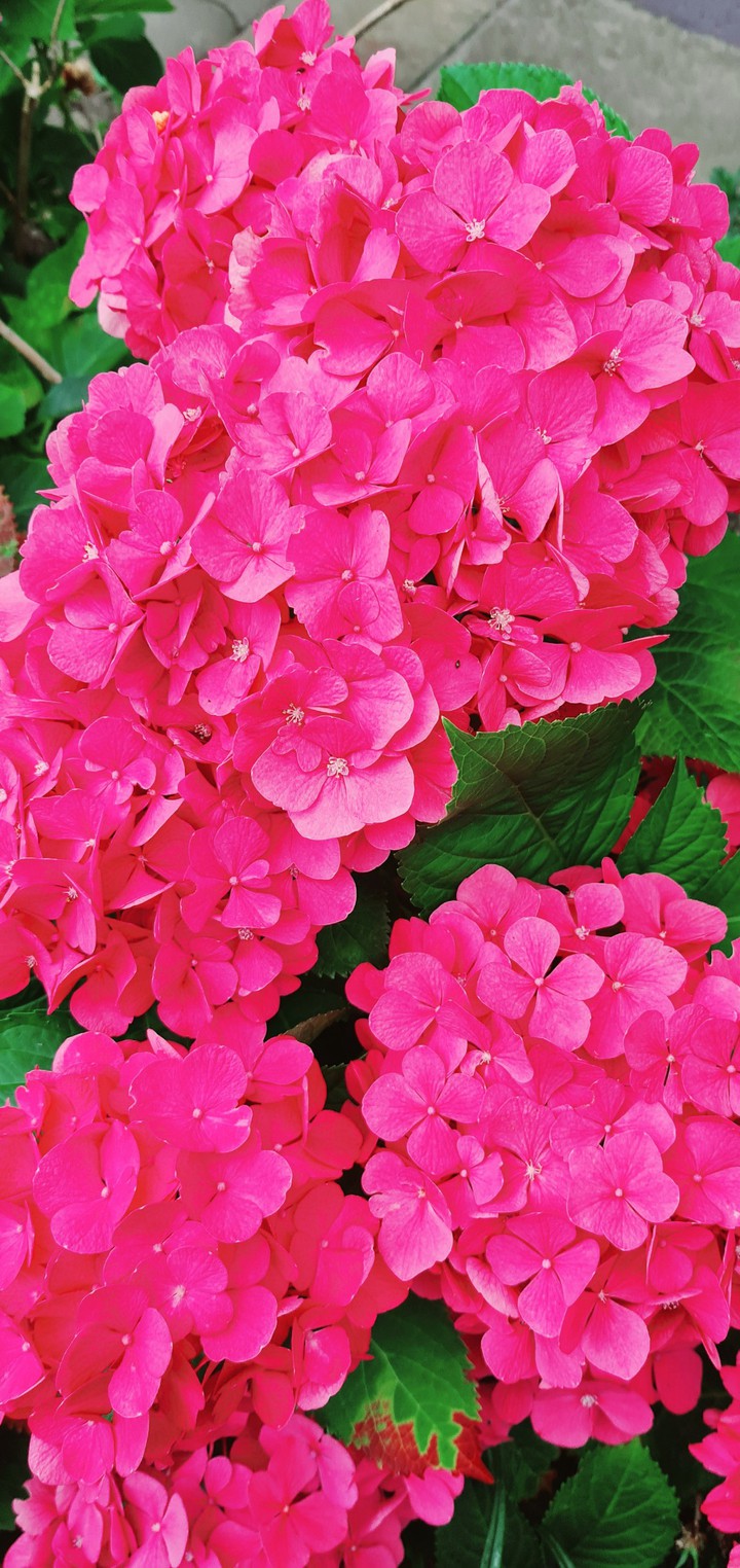 Blumen